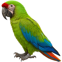  Hybrid Macaws